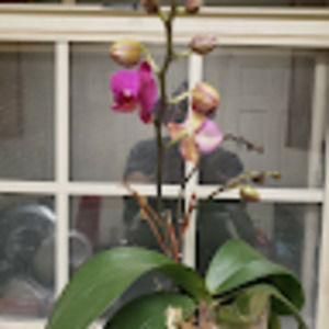 Meet your Posher, Adan